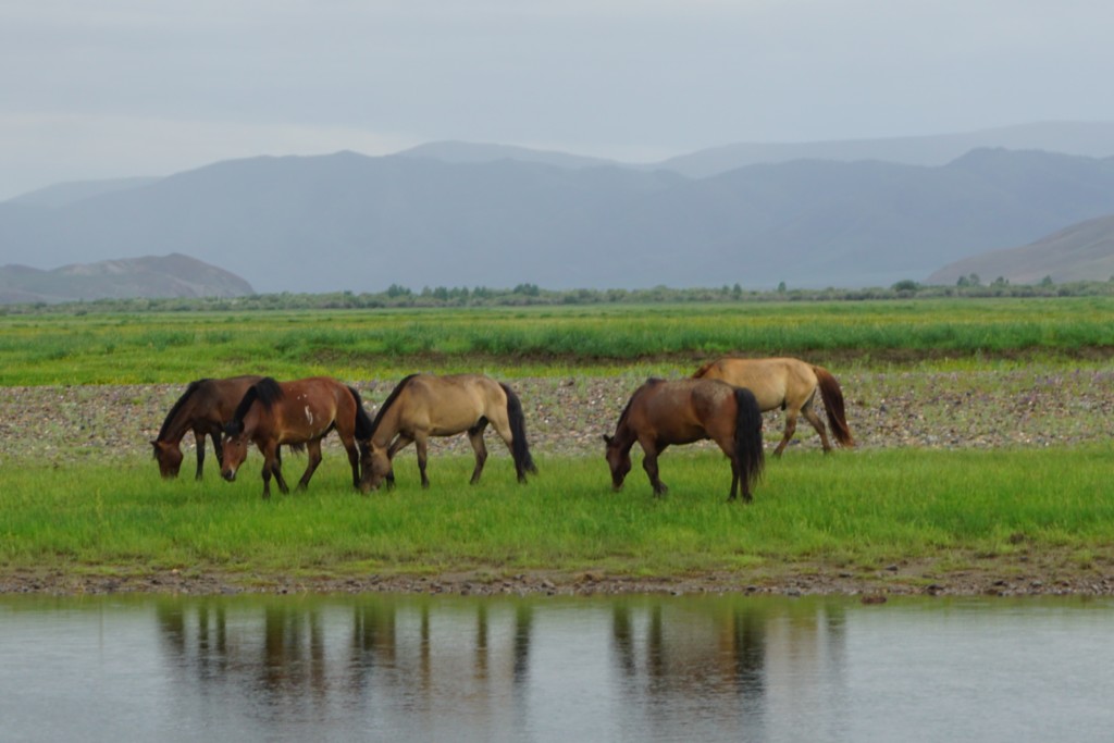 Voyage Initiatique en Mongolie - Chaman et Chamanisme