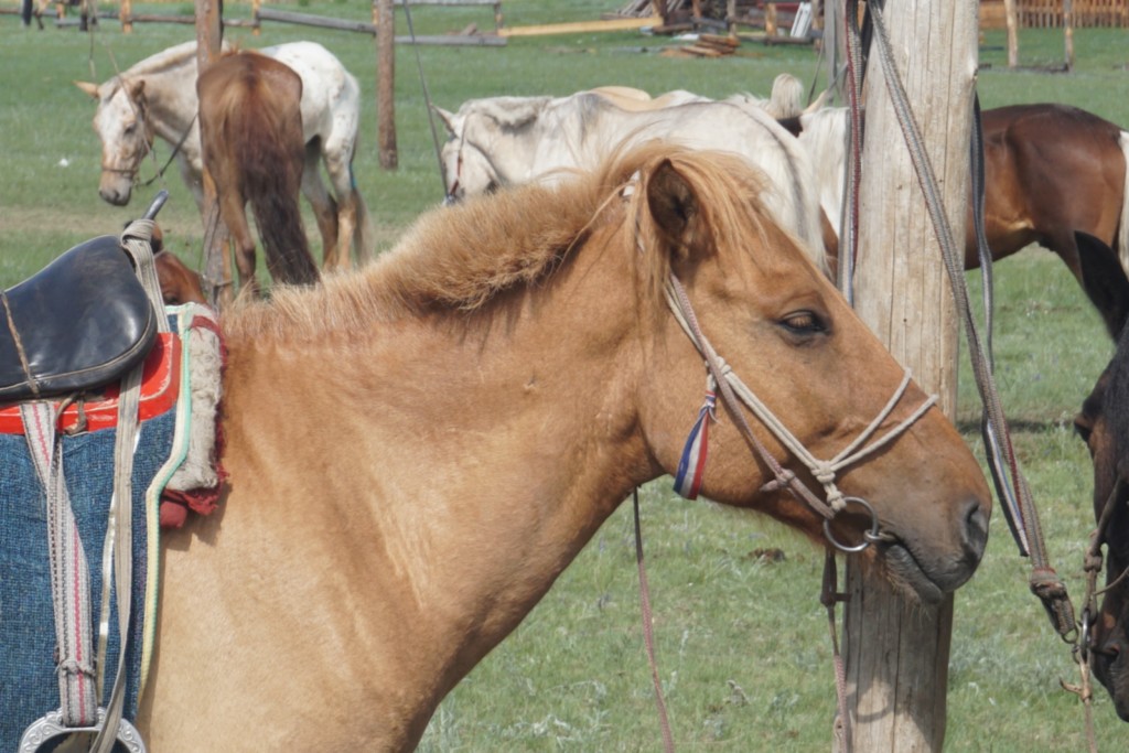 Voyage Initiatique en Mongolie - Chaman et Chamanisme